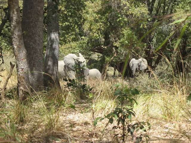 Elephants at the park