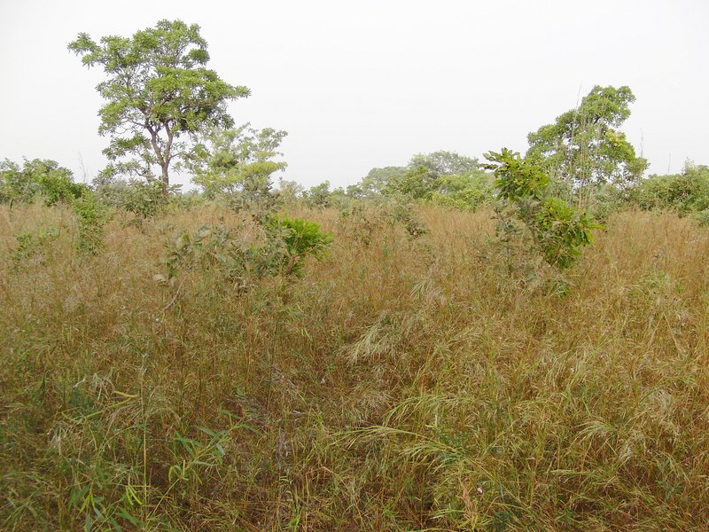 Man high grass at this time at the Confluence