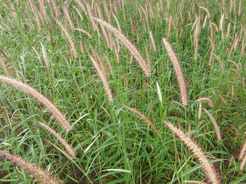 Grass plants around the Confluence