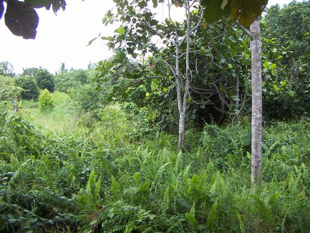 The general area of the confluence. The confluence was logged close to the Tarap tree in the center of the picture.