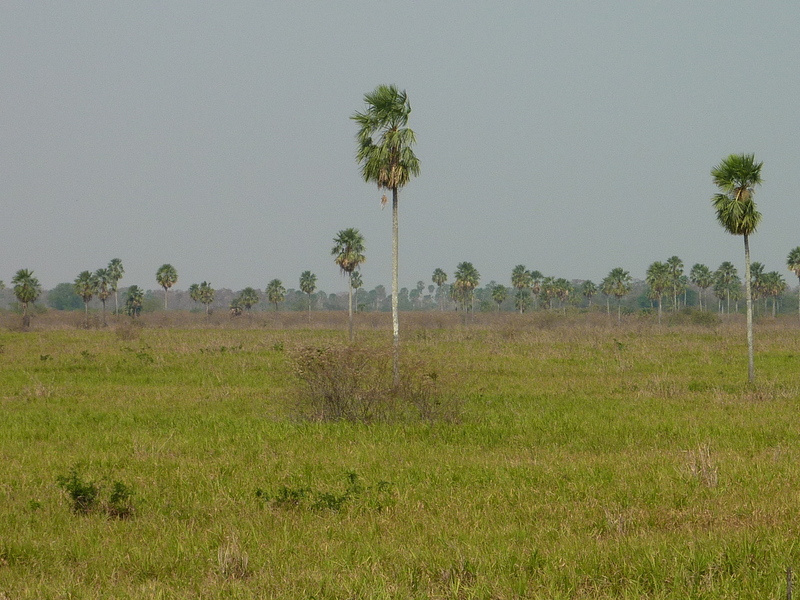 View from the confluence towards the east