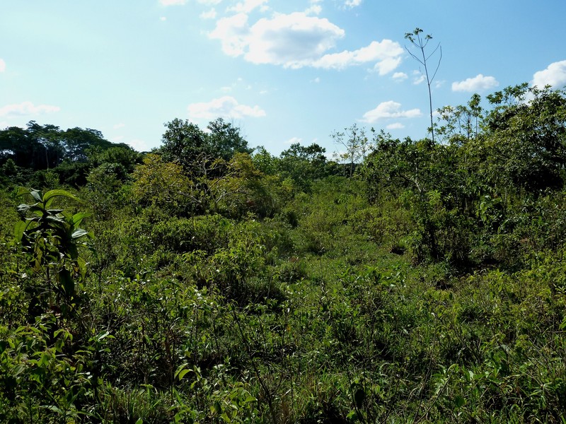 View from the confluence towards the north