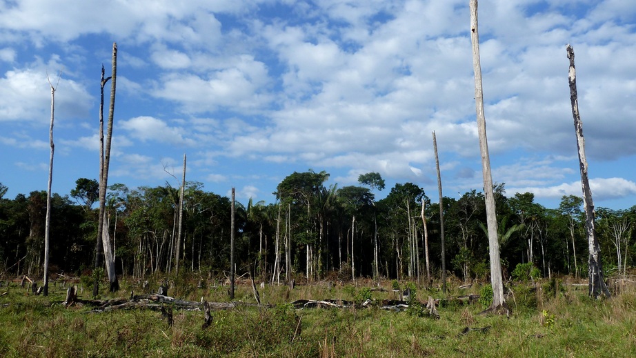 Landscape around the confluence: cut-and-burn