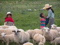 #5: Kids Herding Sheep