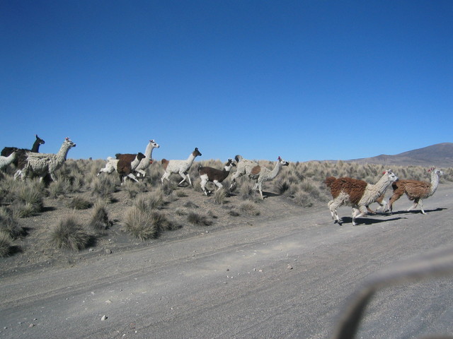 Llamas on the move crossing our road