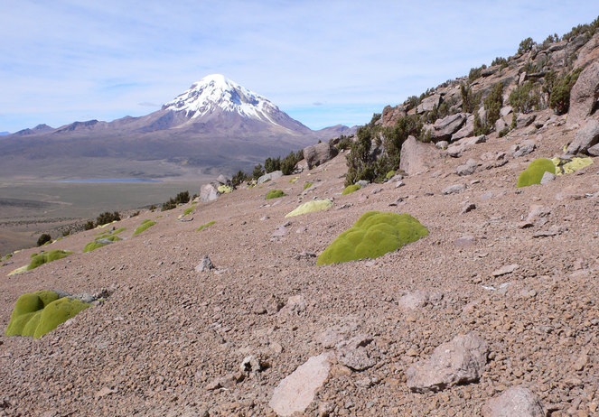 Strange oozing llareta and queñua, tree of world´s highest forest (Mt. Sajama in back)