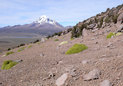 #13: Strange oozing llareta and queñua, tree of world´s highest forest (Mt. Sajama in back)