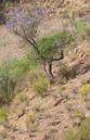 #2: View of confluence, just below the Jacaranda tree next to the small green shrub