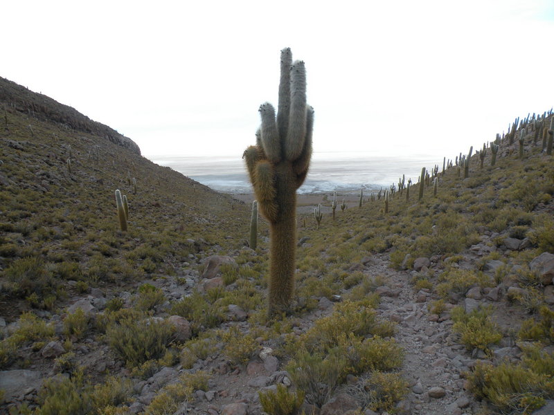 Giant Cactus