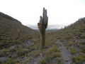 #4: Giant Cactus