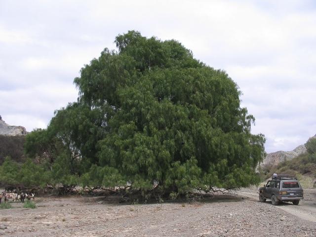 Un hermoso Molle (Schinus molle L.)