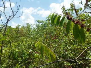 #1: Visão geral - general view