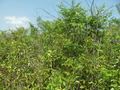 #3: Visão oeste - west view