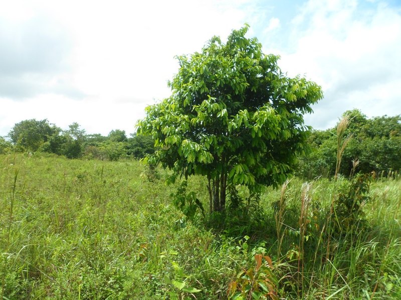 Visão sul - south view