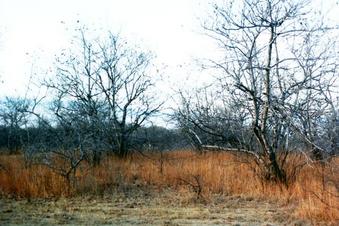 #1: Facing north through the 'caatinga' (semi-arid deciduos vegetation)