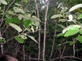 #3: Visão do Sul. South view