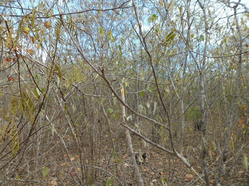 Visão oeste - west view