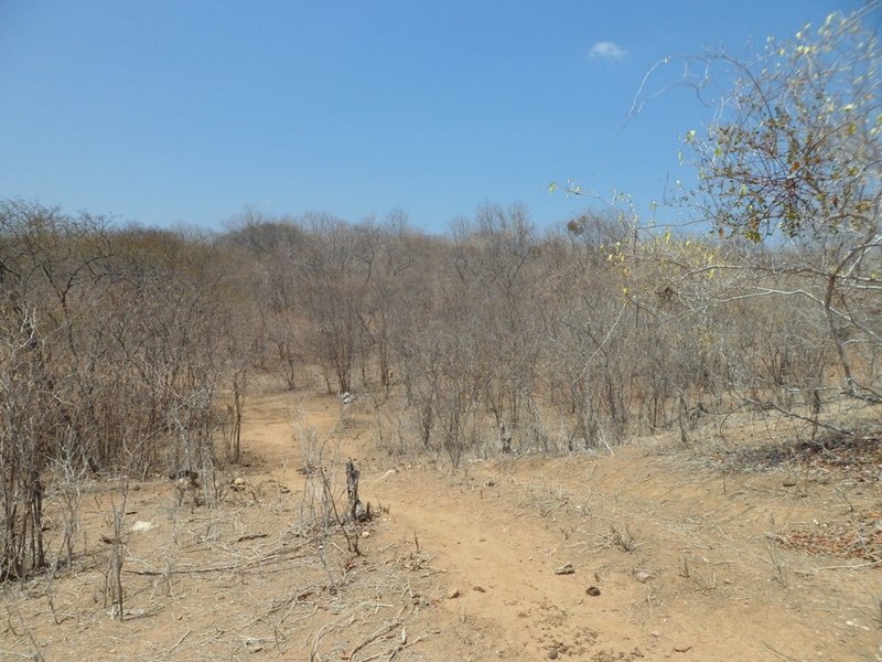 Visão geral, com a confluência a 10 metros da estradinha, dentro da caatinga - general view, with the confluence 10 meters close to the small road, in the caatinga vegetation