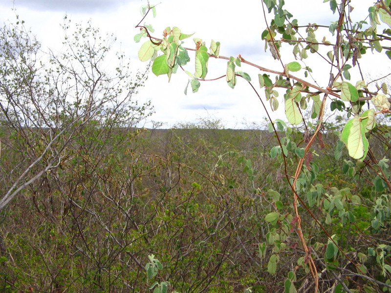 VIsão do Norte. North view