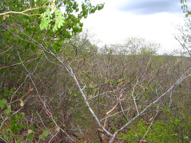 Visão do Oeste. West view