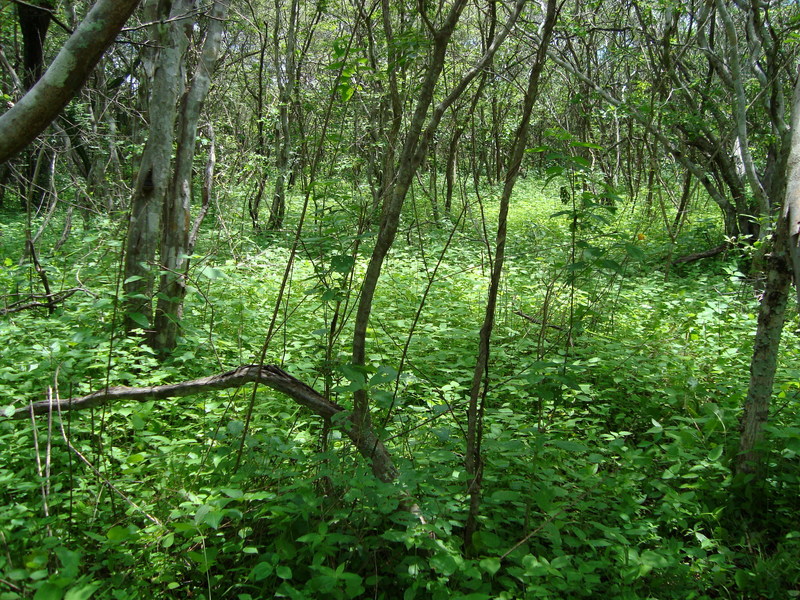 Oeste da Confluencia (West of Confluence)