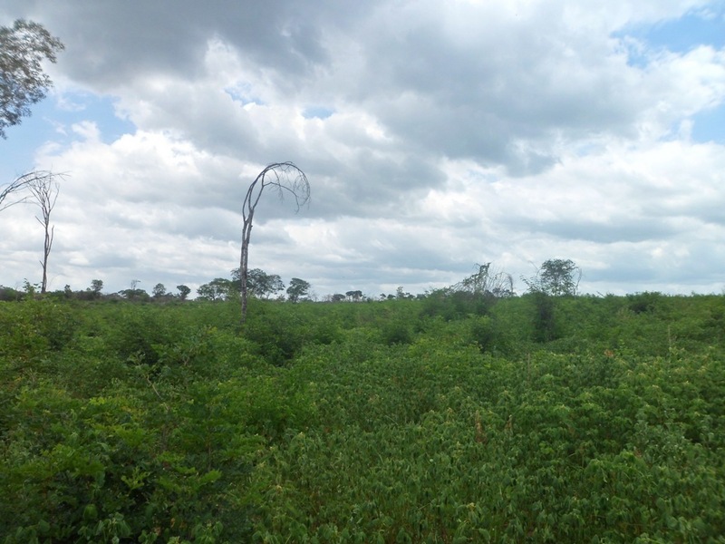 Visão norte - north view