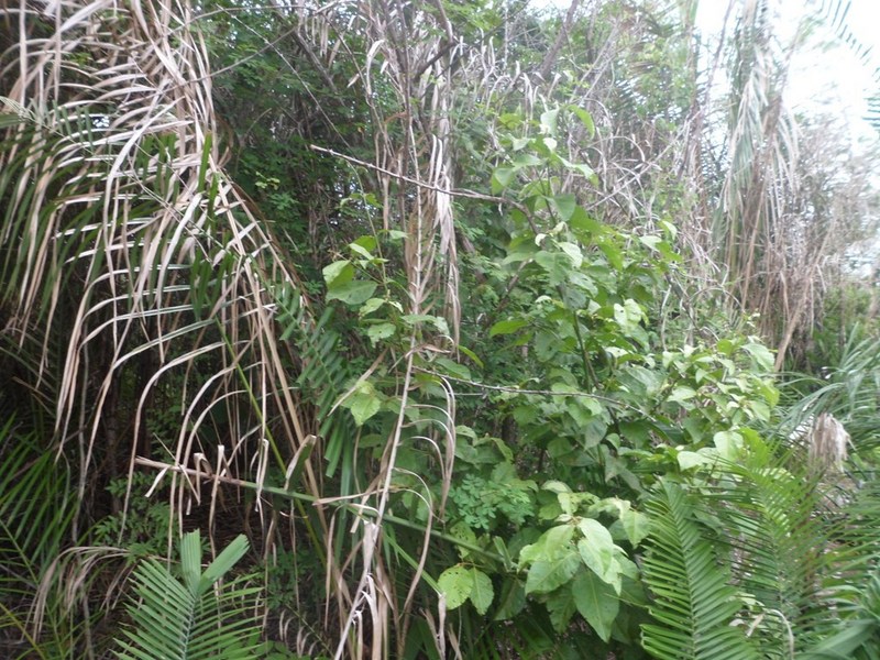 Visão leste - east view