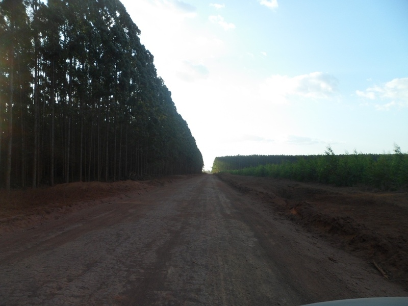 Plantação de eucalipto - eucalyptus plantation