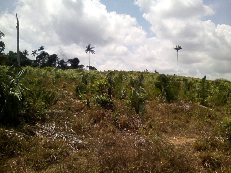 Visão geral - general view