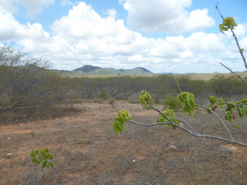 Visão oeste - west view