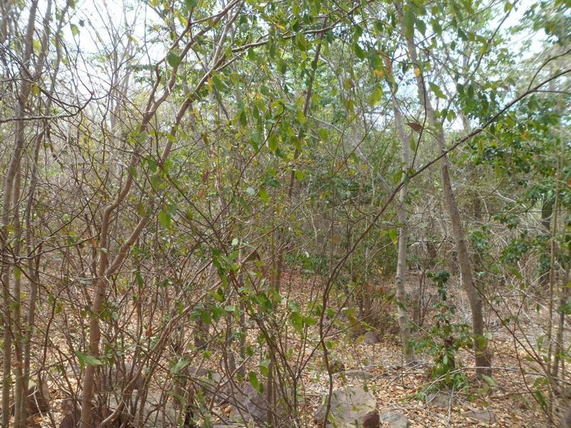 Visão oeste - west view