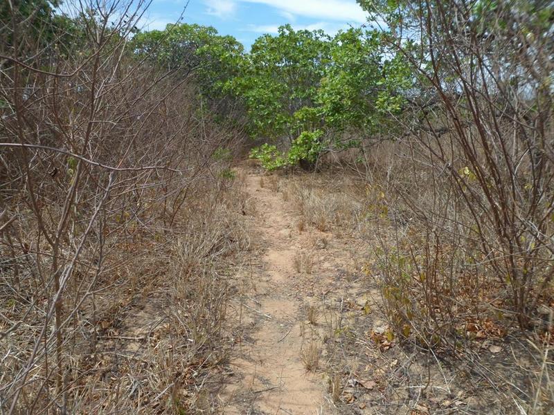 Trilha que dá acesso à confluência - track that goes to the confluence