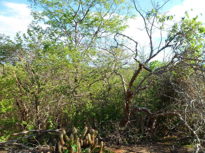 Visão sul - south view