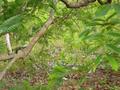 #3: Leste (East)