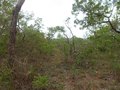 #10: Caminhada pelo mato - hiking by the bush