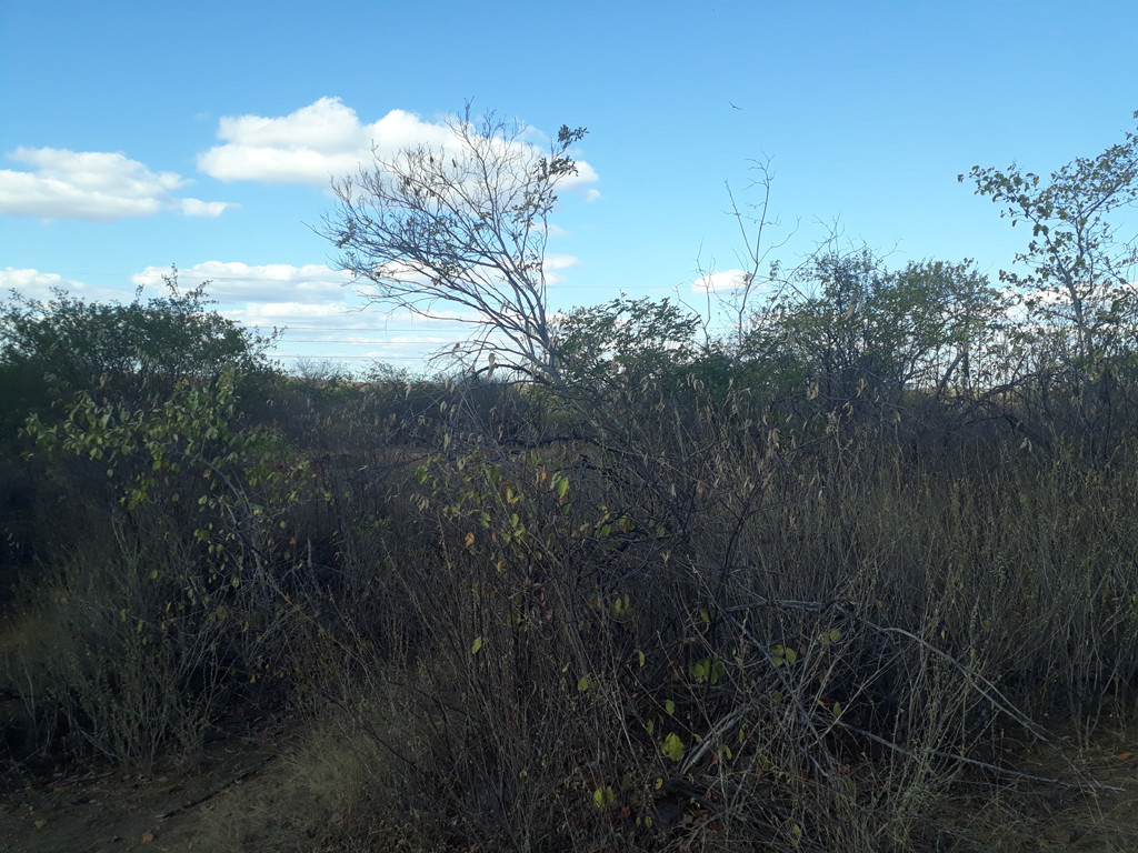 Visão leste - east view