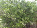 #4: Vista do Leste. View to east
