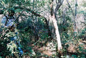 #3: Dense brush and trees at 7 S x 42 W, looking east