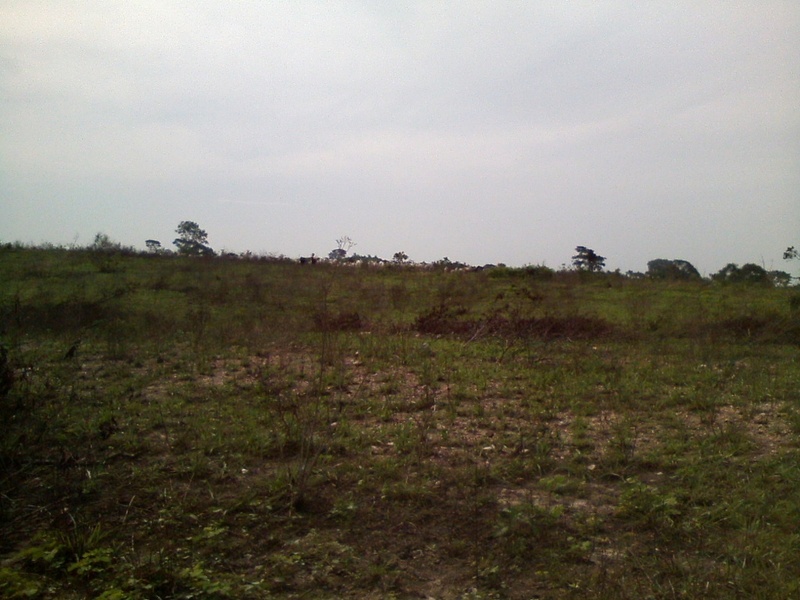 Caminhada pelo pasto - hike by the pasture