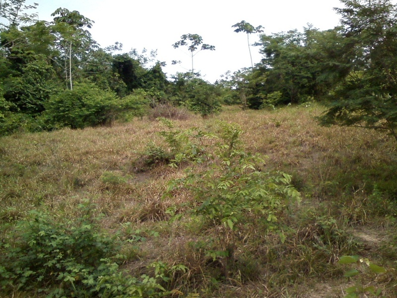 Caminhada pelo mato alto e entre as matas - hike by the tall bush and among the thickets