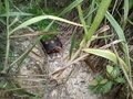 #10: Jaboti no caminho - tortoise in the way