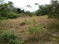 #8: Caminhada pelo mato alto e entre as matas - hike by the tall bush and among the thickets