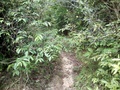 #9: Caminhada pela trilha dentro da mata - hike by the track in the thicket