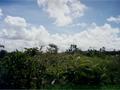 #4: More Plants at the confluence....