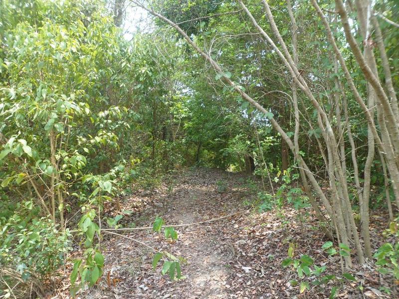 3.700 metros de caminhada pelo mato, parte 2 (trecho de mata mais fechada) - 3,700 meters of hike by the bush, part 2 (leg in dense forest)