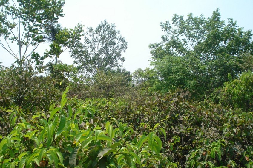 South view