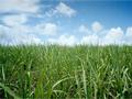 #3: Close up of the sugar cane field at the confluence