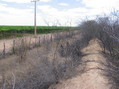 #8: Caatinga vegetation