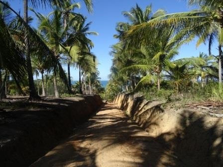 Palmeras y camino. Palms and path