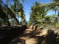 #7: Palmeras y camino. Palms and path